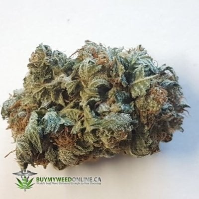 Enzo Kush strain