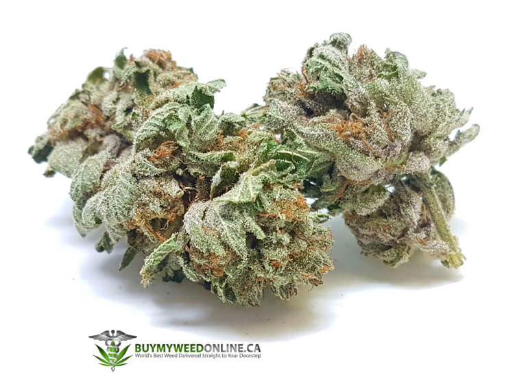 Platinum Purple Kush Cannabis Strain