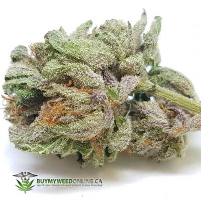 Platinum Purple Kush - Balanced Hybrid