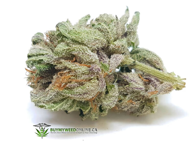 Platinum Purple Kush - Balanced Hybrid