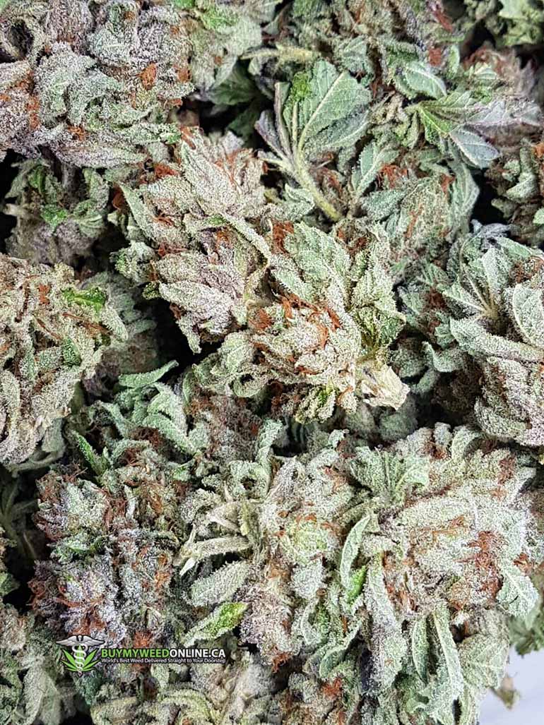 Platinum Purple Kush Bud Close-Up