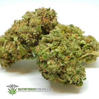 Vanilla Kush Cannabis Strain