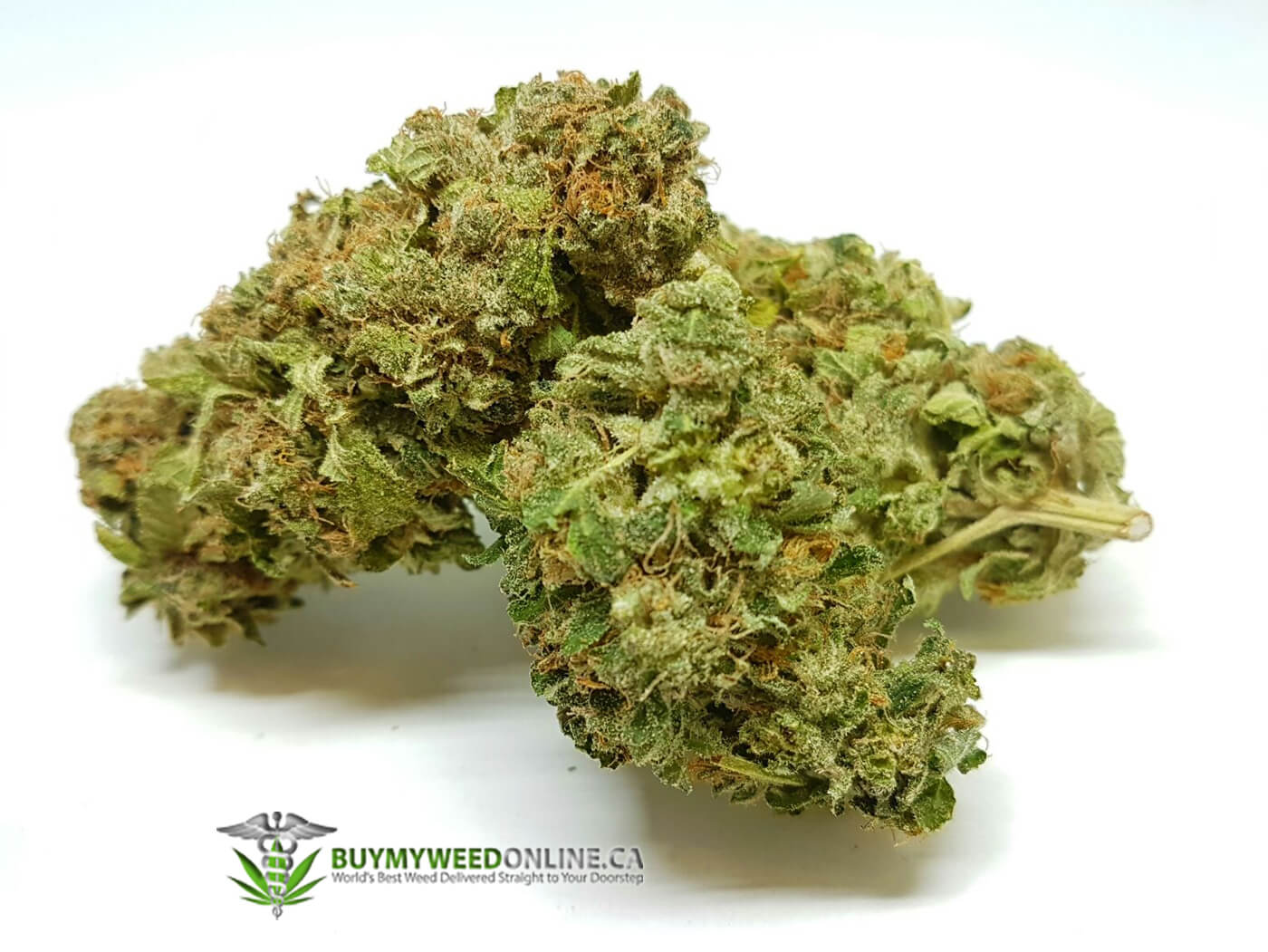 Vanilla Kush Cannabis Strain