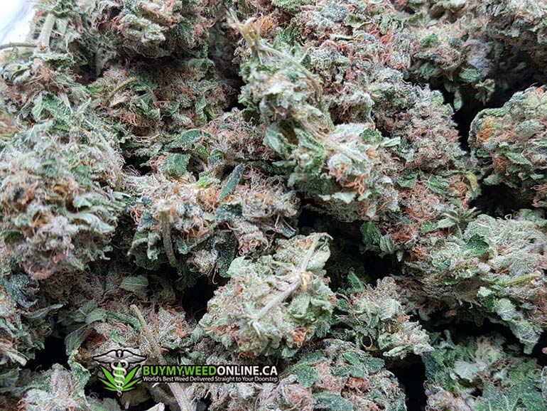 Vanilla Kush Hybrid Marijuana Closeup