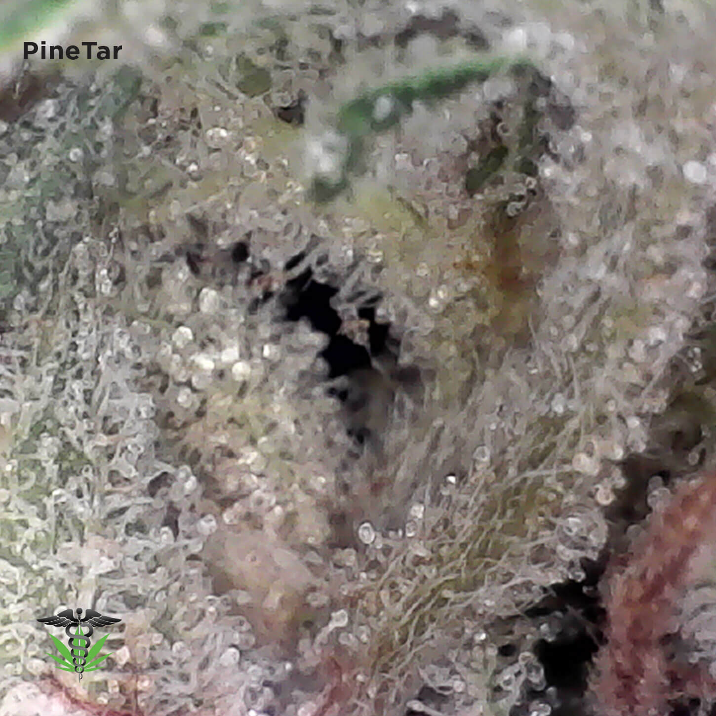 Pine Tar Kush - top-shelf marijuana strain with rich aroma