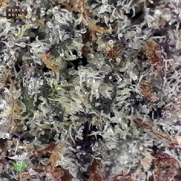 High-Grade Black Rhino Marijuana - Potent Weed Strain