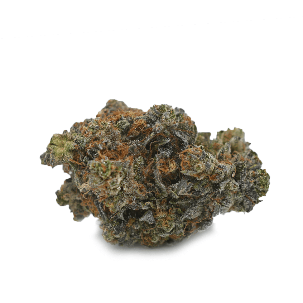 purple haze strain