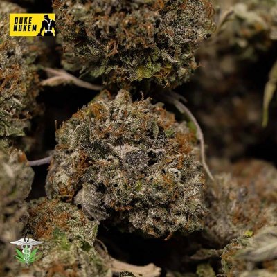 Duke Nukem - sativa-dominant hybrid strain