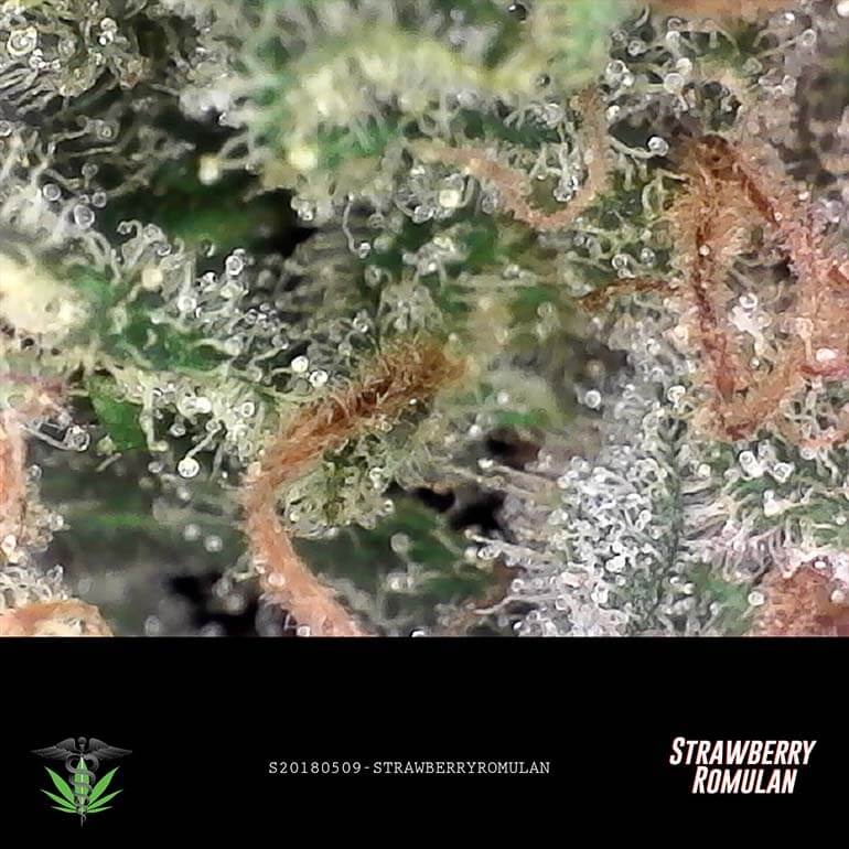 Grade AAAAA Strawberry Romulan cannabis for sale