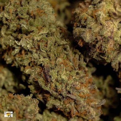 Sunshine #4 cannabis strain