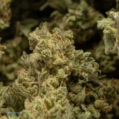 Master Kush Strain