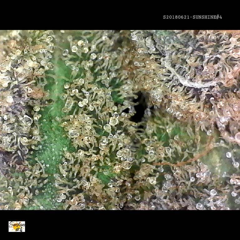 Sunshine #4 potent cannabis - Closeup