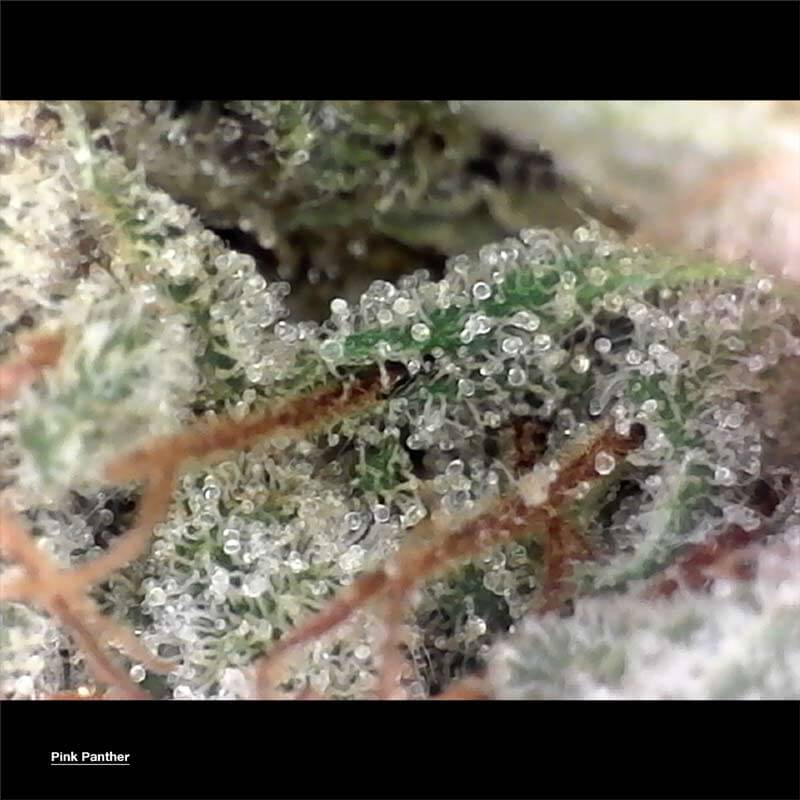 Premium Pink Panther Marijuana