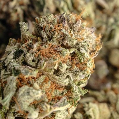 Pink Panther Cannabis Strain
