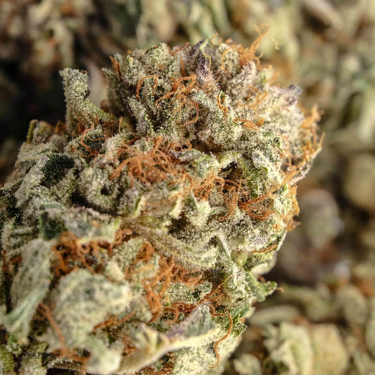 Pink Panther Cannabis Strain