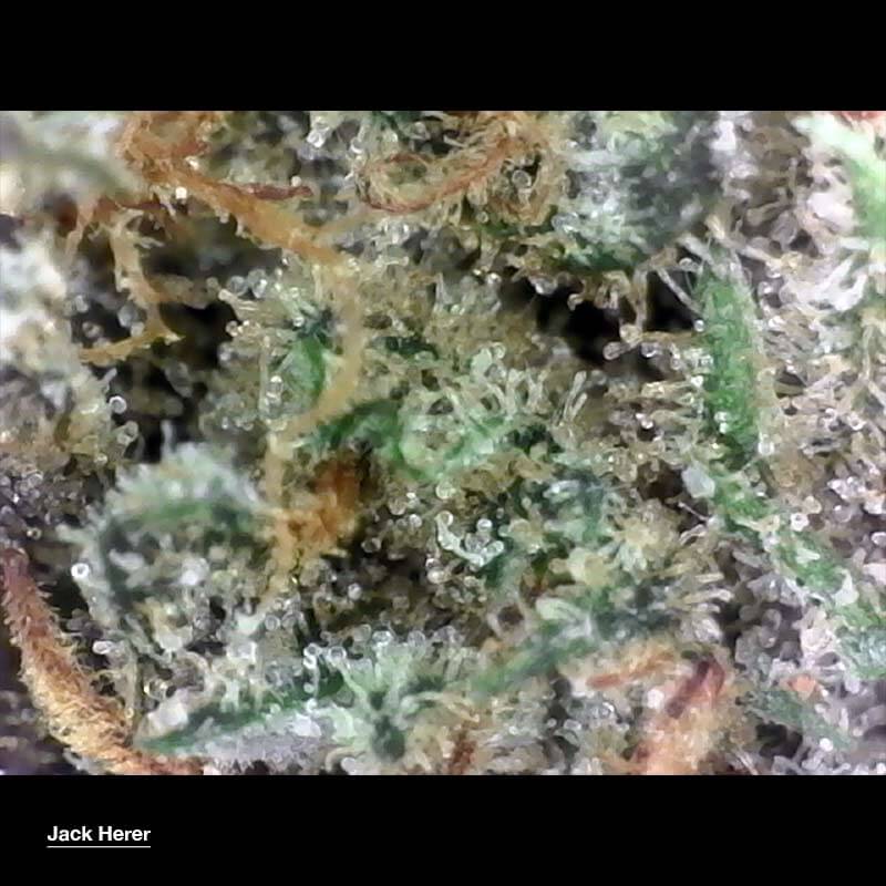 Buy Jack Herer weed online - top-rated cannabis strain