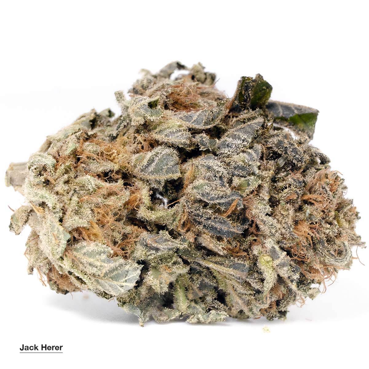 Jack Herer Strain