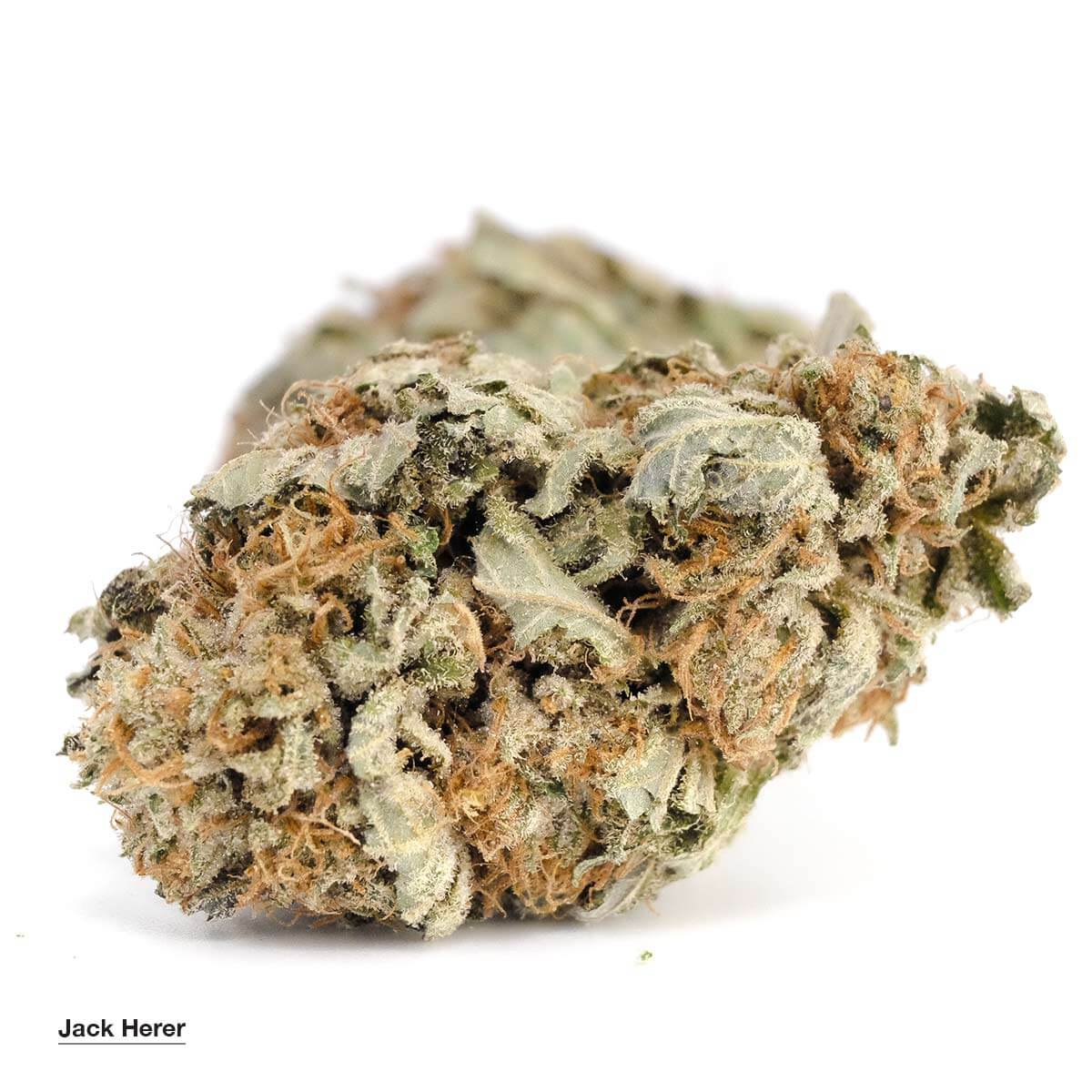Jack Herer strain - high-quality Sativa dominant flower