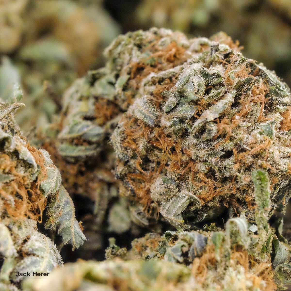 Jack Herer cannabis strain for sale - Sativa dominant hybrid
