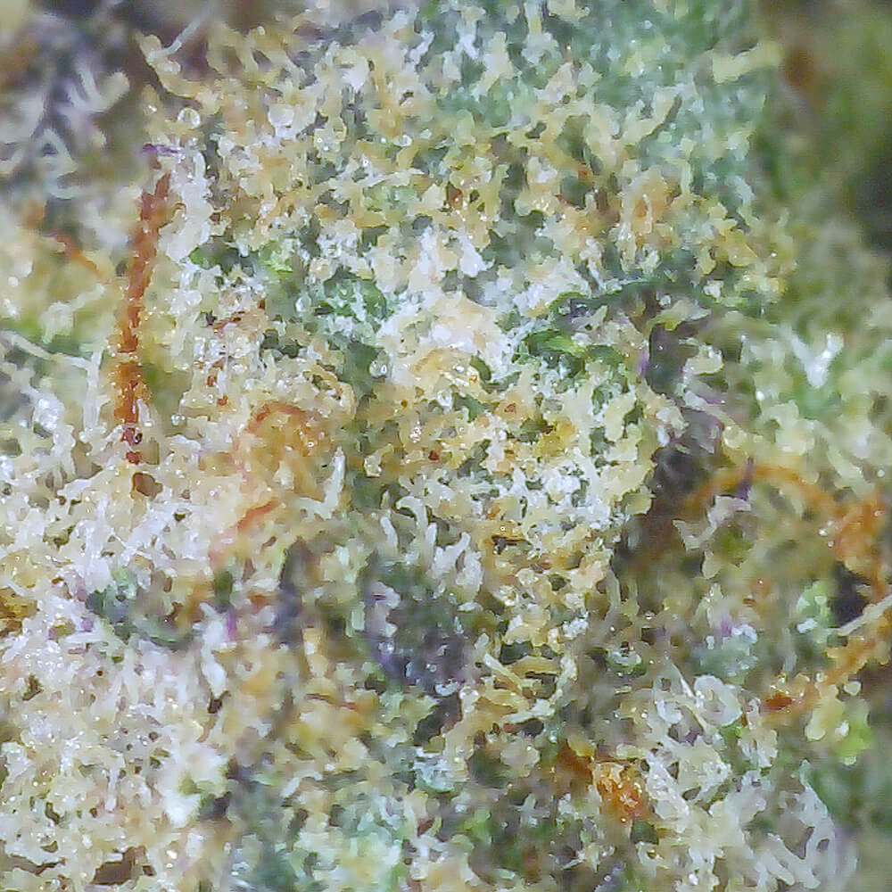 Biscotti cannabis strain buds close-up view