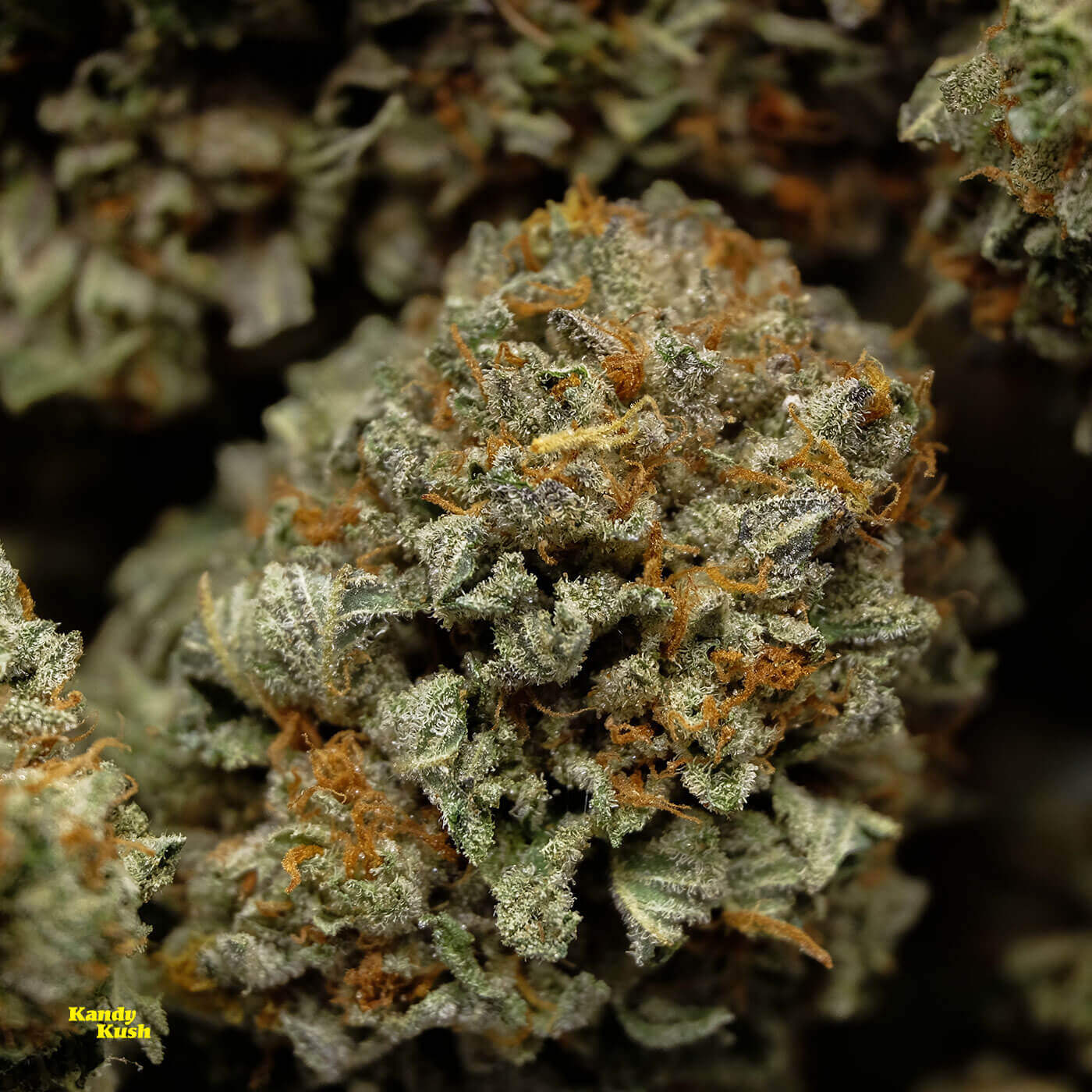 High-quality Kandy Kush marijuana