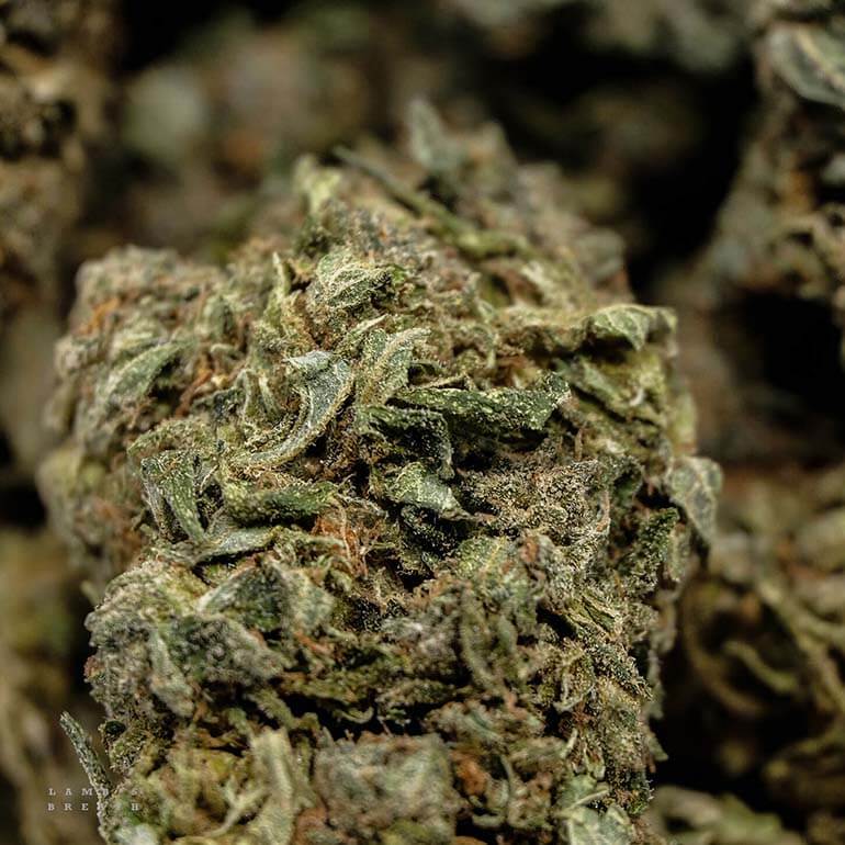Buy Lamb's Breath marijuana flower online