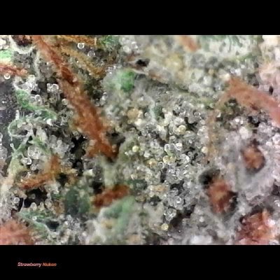 Strawberry Nuken cannabis strain - Buy My Weed Online