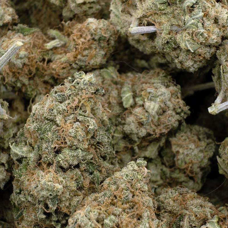 Super Skunk hybrid cannabis