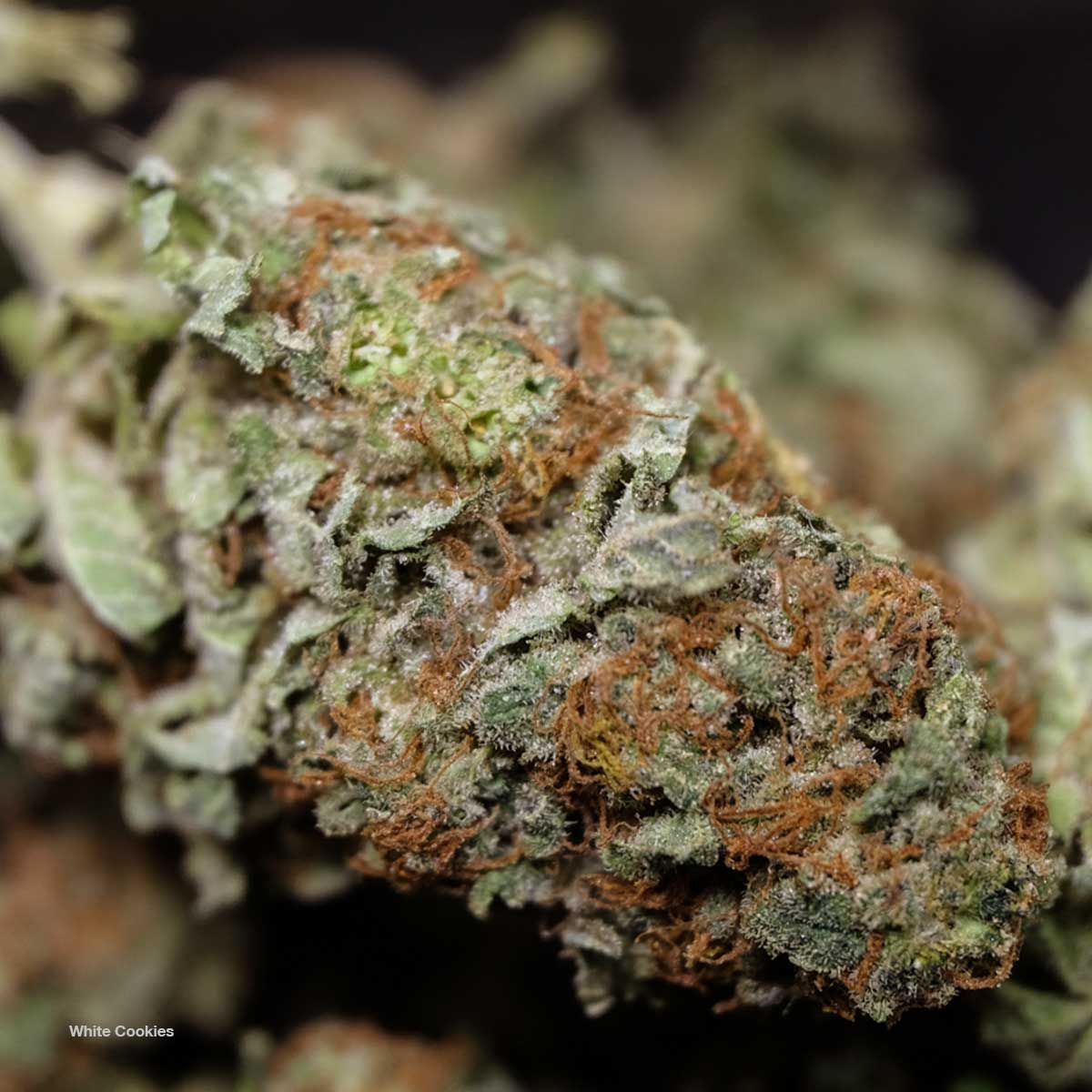White Cookies cannabis strain buds