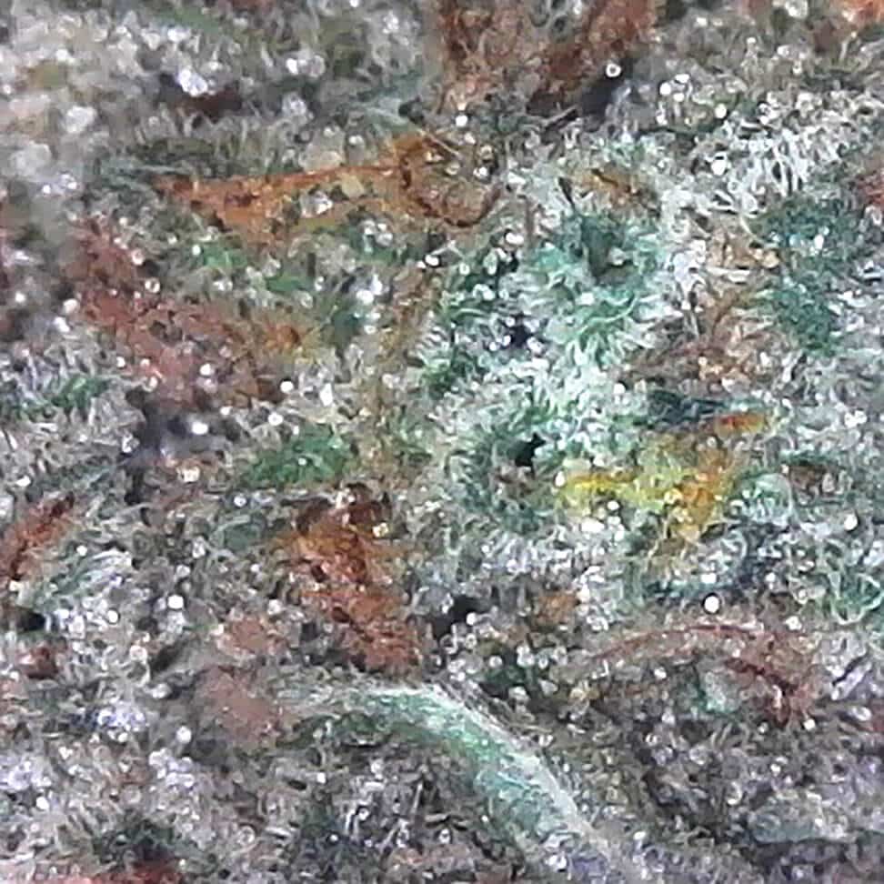 Buy Blueberry indica strain cannabis online in Canada