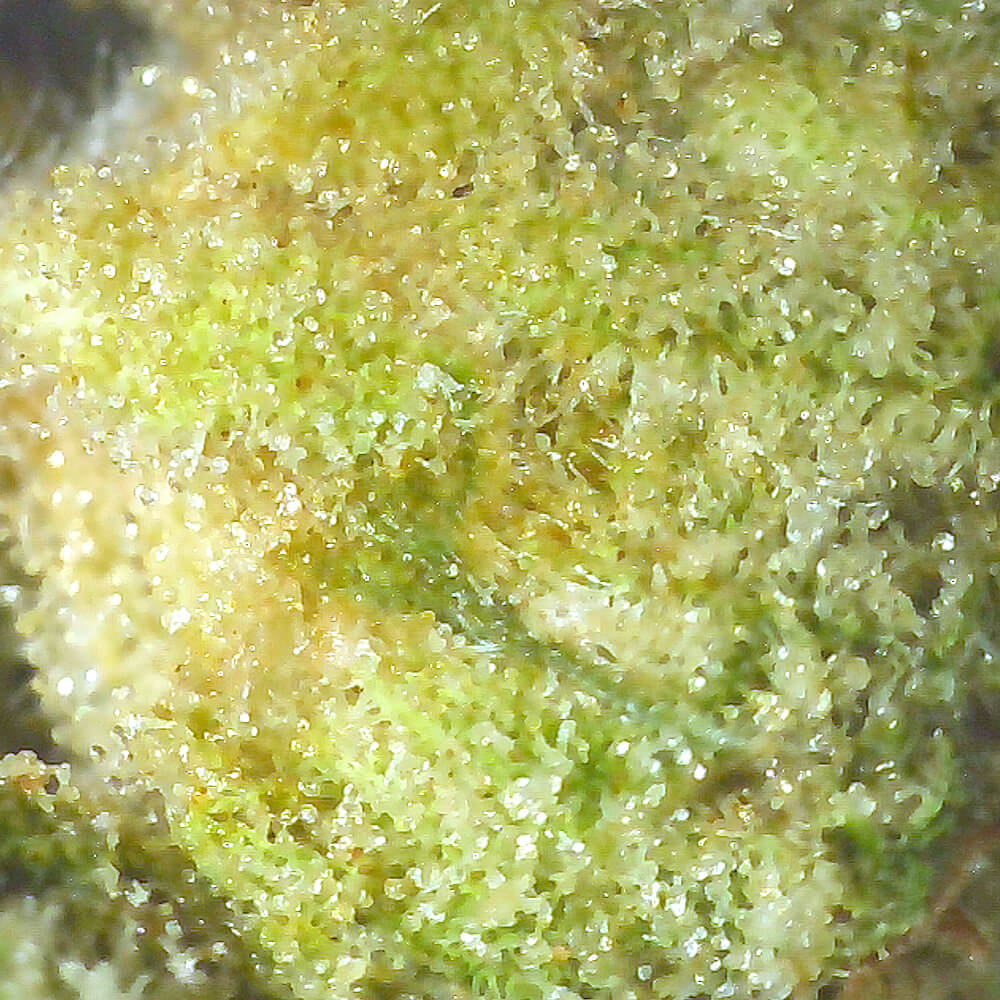 Premium cannabis strain: Peyote Cookies