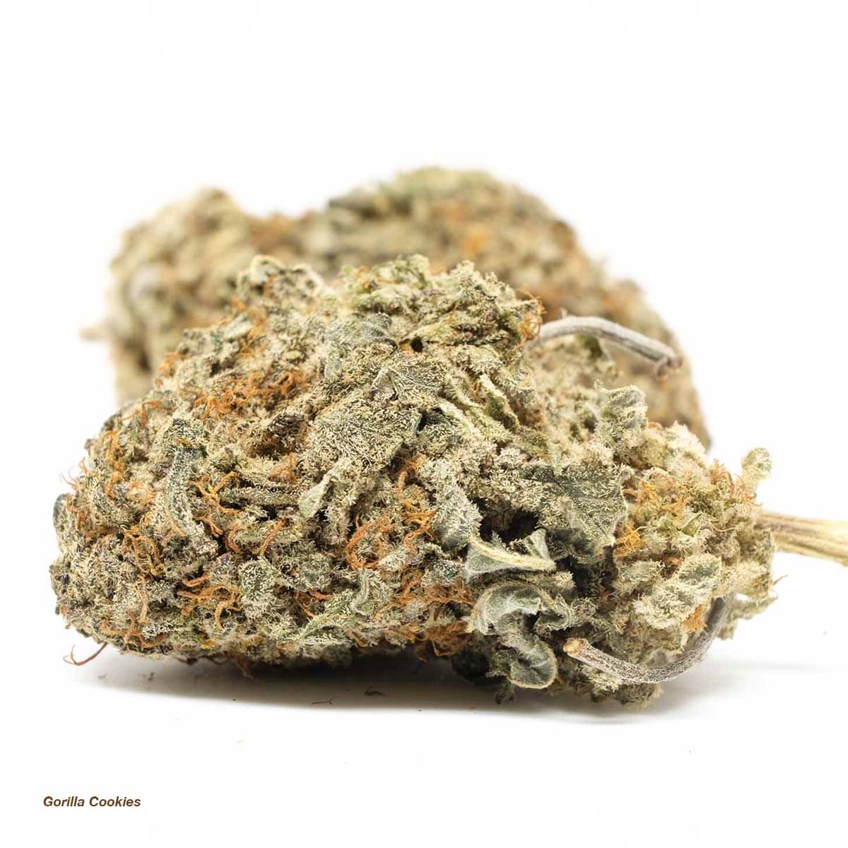 Gorilla Cookies Cannabis Strain