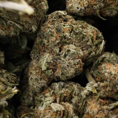 High-quality Juicy Jack marijuana flower