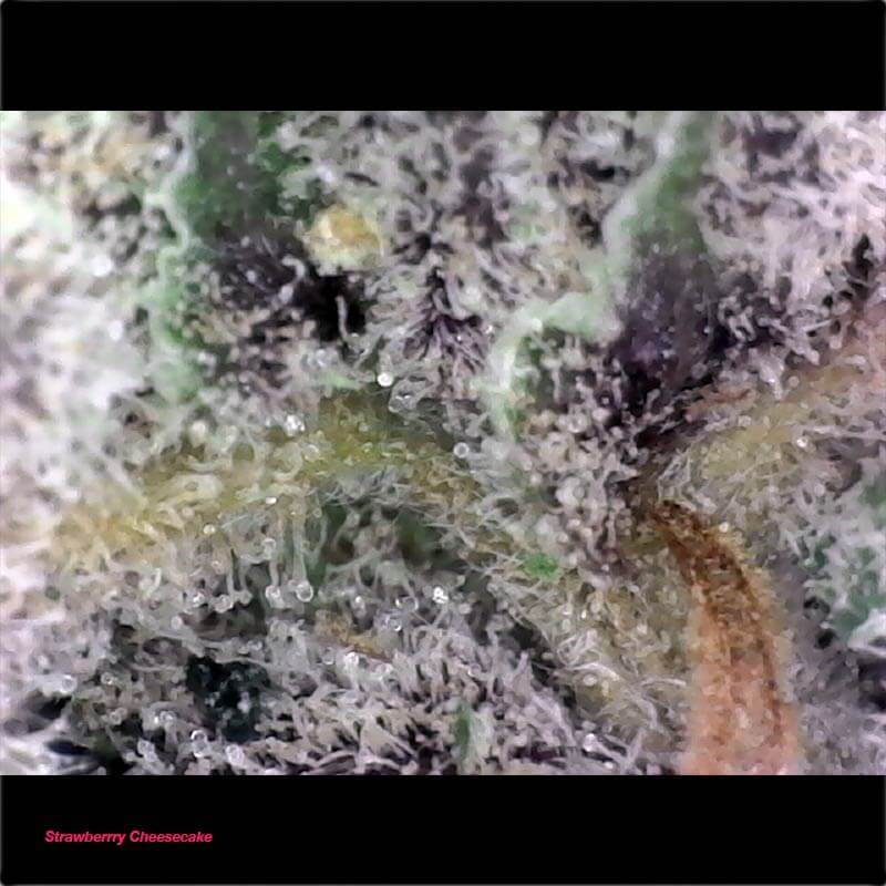 Premium Strawberry Cheesecake marijuana