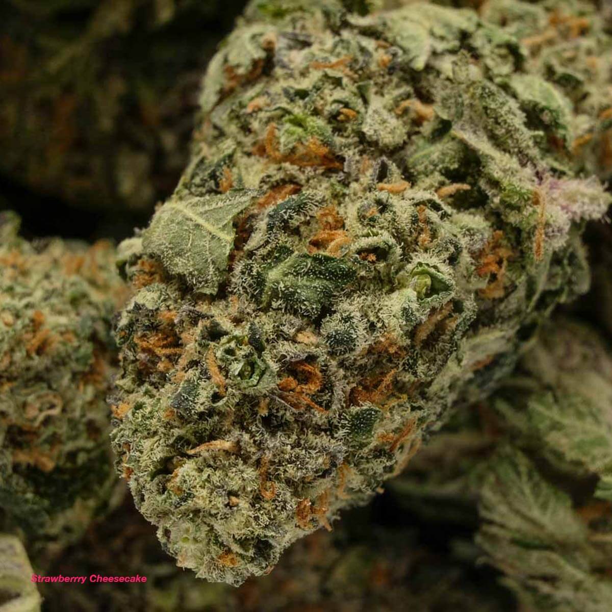 Strawberry Cheesecake cannabis strain