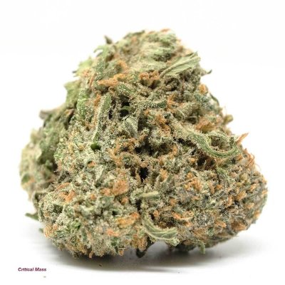 Critical Mass - Indica Dominant Hybrid