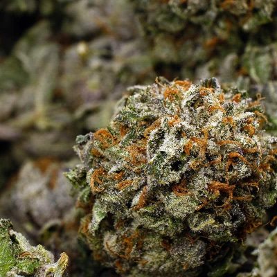Purple Kush cannabis strain