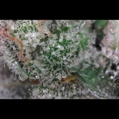 Zombie Kush cannabis strain from Buy My Weed Online