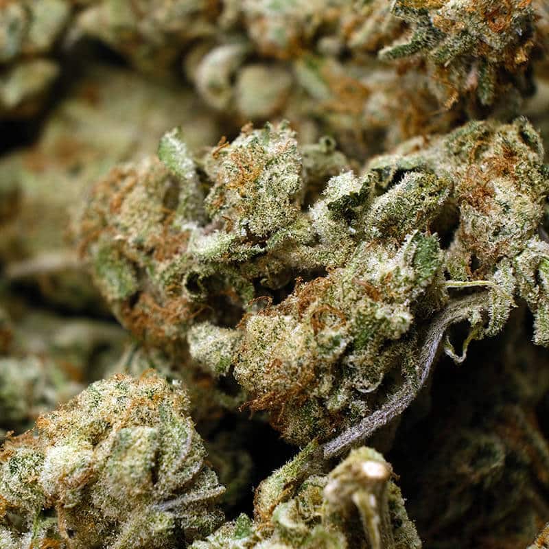 Premium Zombie Kush marijuana buds