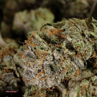Pink Rockstar Cannabis Strain