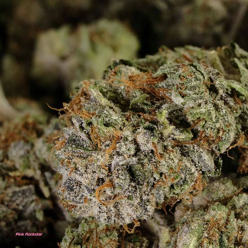 Pink Rockstar Cannabis Strain