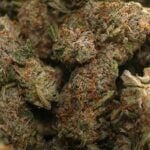 Pink Bubba