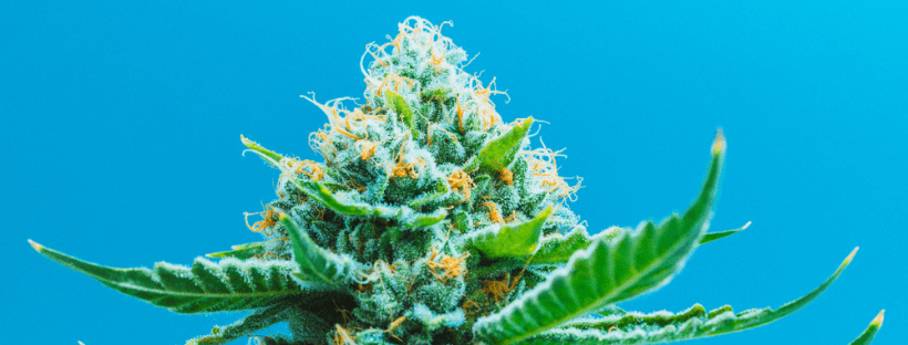 Romulan Genetics