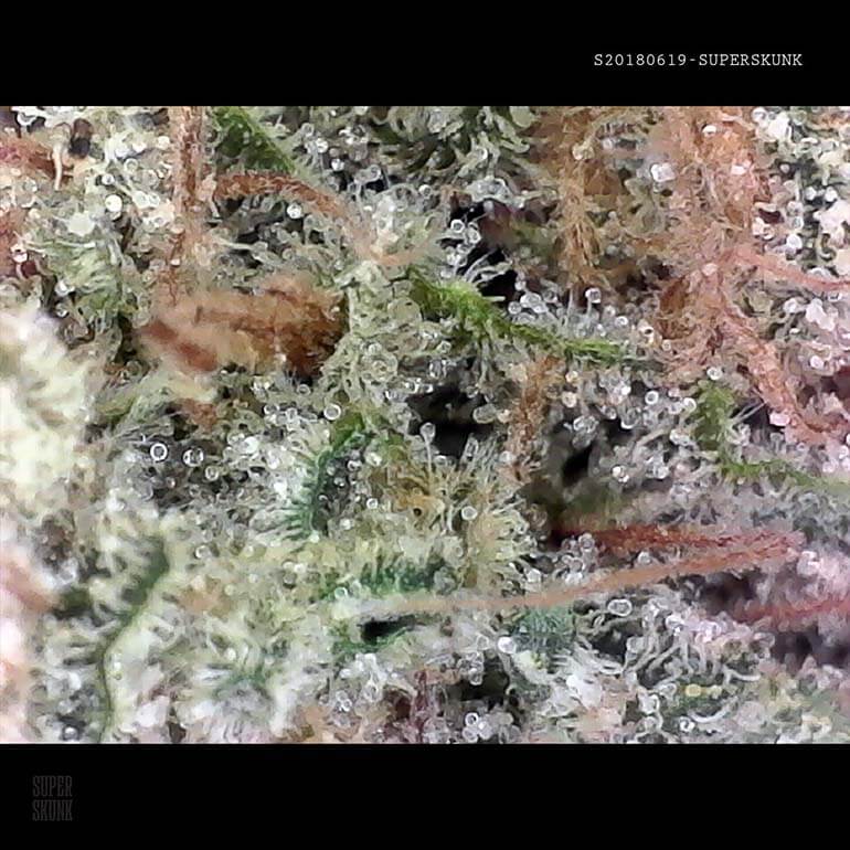 Super Skunk marijuana buds Closeup