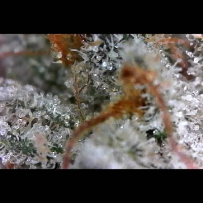 Lemon Sour Diesel cannabis strain