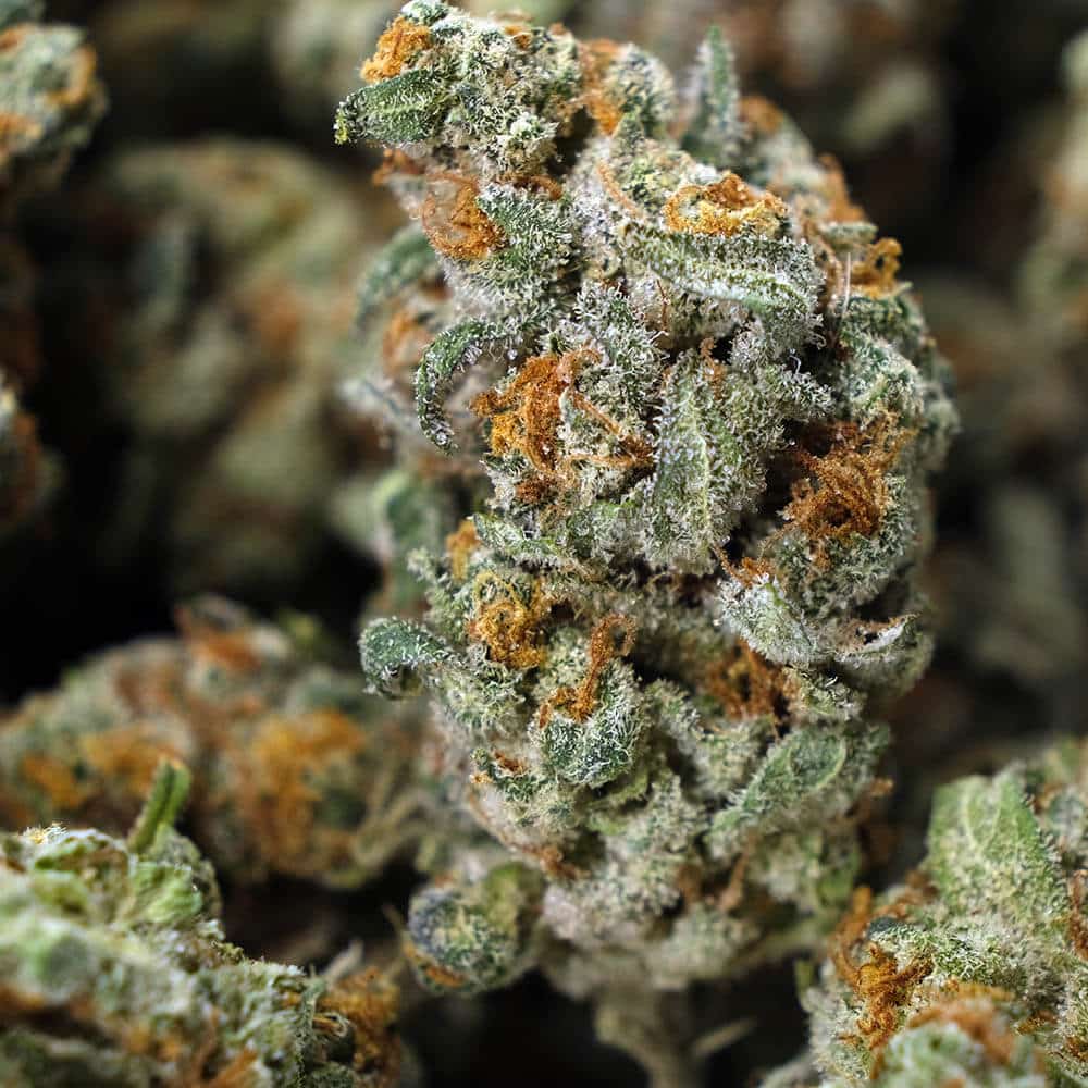 Gorilla Zkittlez Hybrid Weed