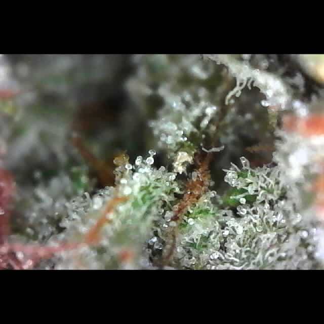Gorilla Zkittlez Marijuana Bud