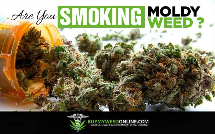 Are You Smoking Moldy Weed? Here’s How to Check