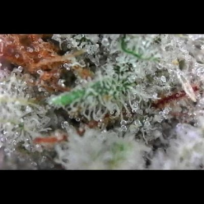 High-THC Gorilla Bomb weed strain