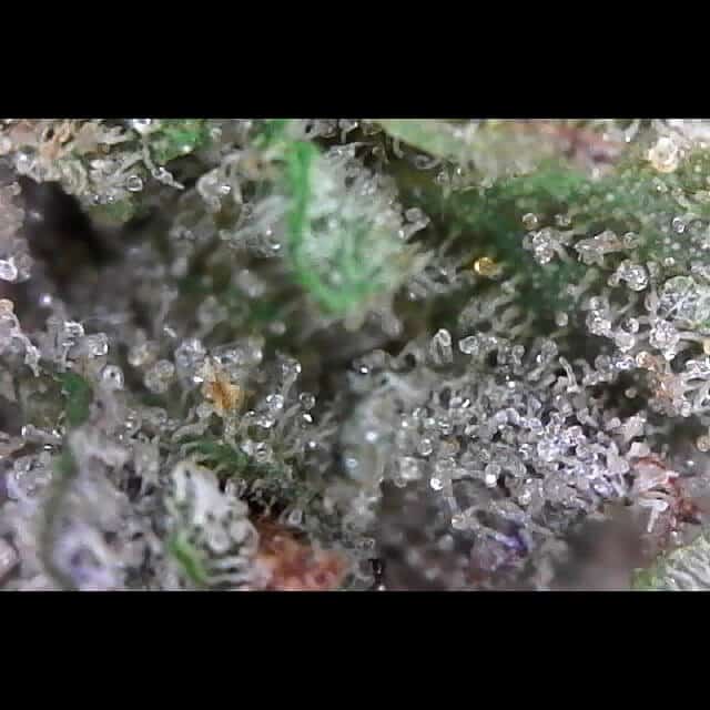 Pineapple Nuken Bud Close-up